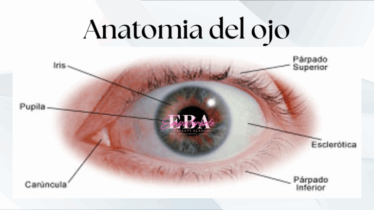 👁️ Anatomía del Ojo e Importancia en la Estética